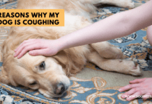 Reasons Why My Dog is Coughing – 5 Things to Know Reasons Why My Dog is Coughing - 5 Things to Know