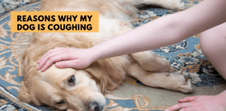 Reasons Why My Dog is Coughing – 5 Things to Know Reasons Why My Dog is Coughing - 5 Things to Know
