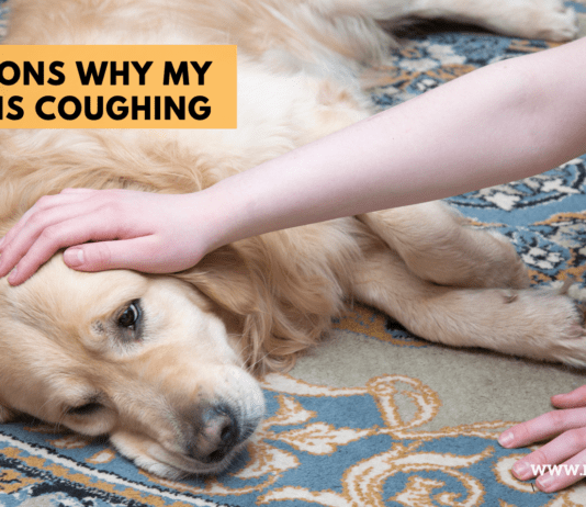 Reasons Why My Dog is Coughing – 5 Things to Know Reasons Why My Dog is Coughing - 5 Things to Know