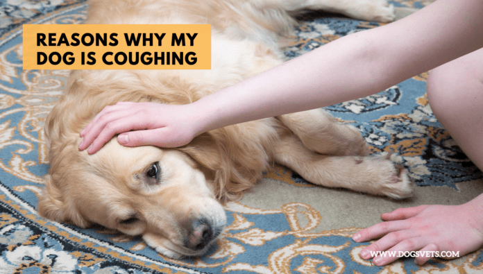 Reasons Why My Dog is Coughing - 5 Things to Know