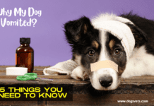 Why My Dog Vomited? – 5 Things you need to know Why My Dog Vomited - 5 Things you need to know