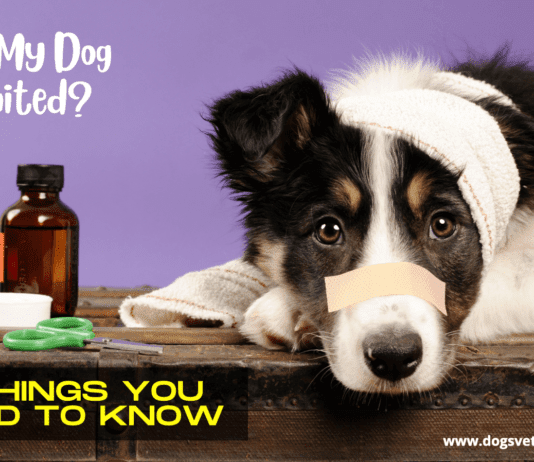 Why My Dog Vomited? – 5 Things you need to know Why My Dog Vomited - 5 Things you need to know