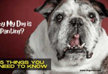 Why My Dog is Panting – 5 Things you need to know Why My Dog is Panting - 5 Things you need to know