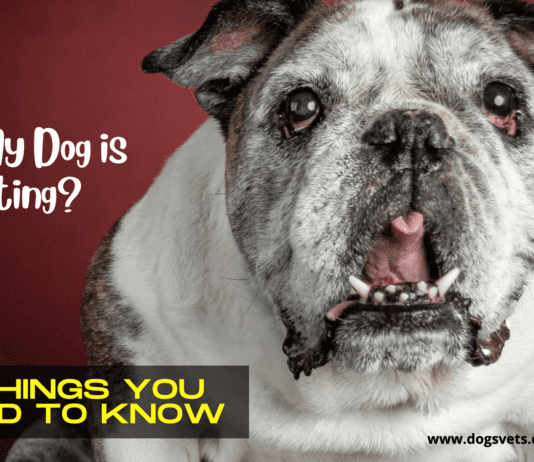 Why My Dog is Panting – 5 Things you need to know Why My Dog is Panting - 5 Things you need to know