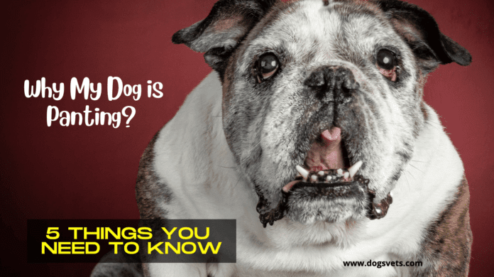 Why My Dog is Panting - 5 Things you need to know