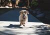 The Mental Health Benefits of Having Dogs on College Campuses