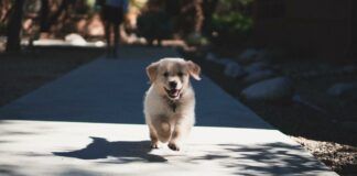 The Mental Health Benefits of Having Dogs on College Campuses The Mental Health Benefits of Having Dogs on College Campuses