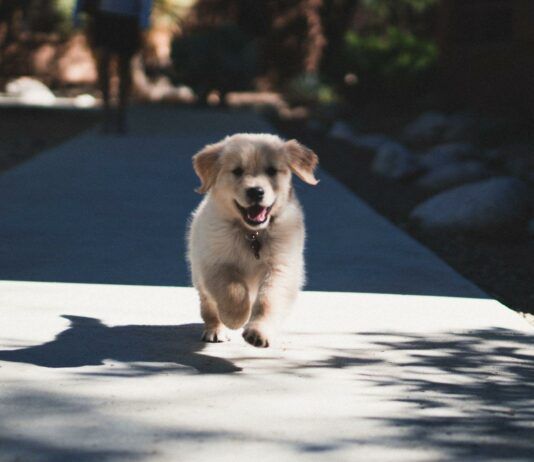 The Mental Health Benefits of Having Dogs on College Campuses The Mental Health Benefits of Having Dogs on College Campuses