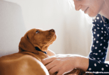 When Should I Worry About My Dog Not Eating? – 5 Tips to Know When Should I Worry About My Dog Not Eating? - 5 Tips to Know