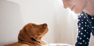 When Should I Worry About My Dog Not Eating? – 5 Tips to Know When Should I Worry About My Dog Not Eating? - 5 Tips to Know