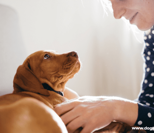 When Should I Worry About My Dog Not Eating? – 5 Tips to Know When Should I Worry About My Dog Not Eating? - 5 Tips to Know