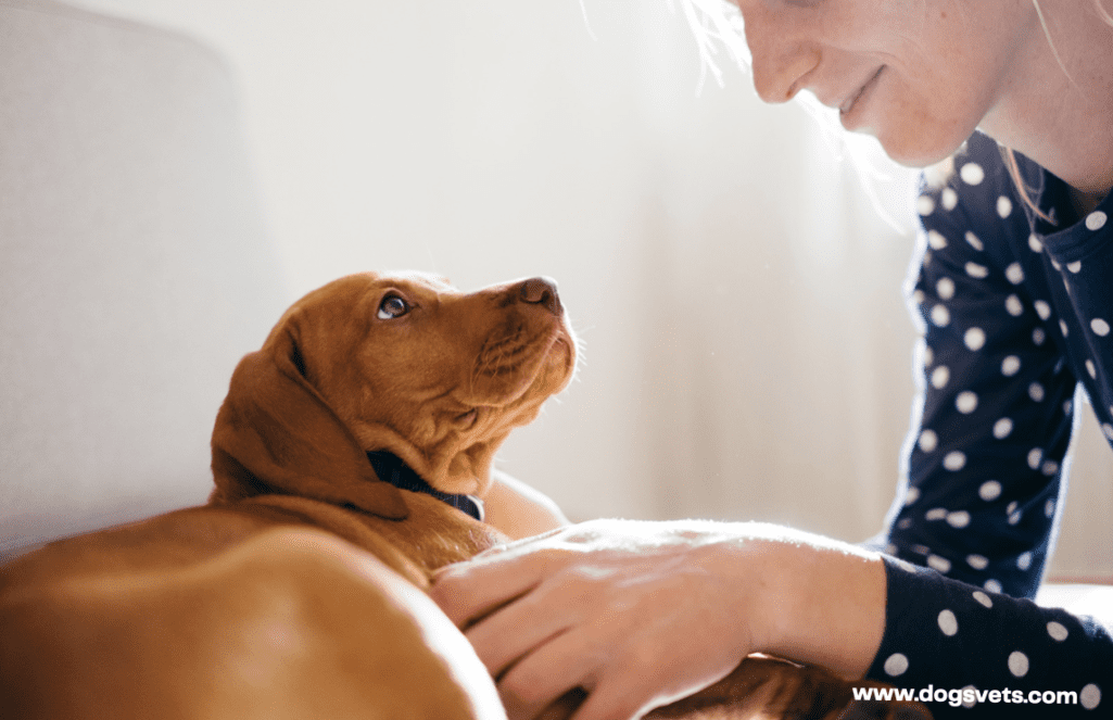 When Should I Worry About My Dog Not Eating? - 5 Tips To Know | 2024