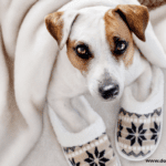 How to Prepare Your Home for Having a Pet?