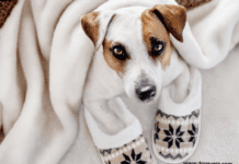 How to Prepare Your Home for Having a Pet? How to Prepare Your Home for Having a Pet?