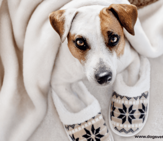 How to Prepare Your Home for Having a Pet? How to Prepare Your Home for Having a Pet?