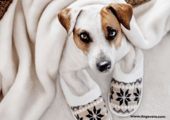 How to Prepare Your Home for Having a Pet?