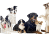 Which Breed of Dog Is Right for You?