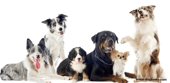 Which Breed of Dog Is Right for You?
