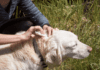 What are the symptoms of mites in pets? A complete Guide. What are the symptoms of mites in pets? A complete Guide.