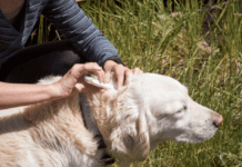 What are the symptoms of mites in pets? A complete Guide. What are the symptoms of mites in pets? A complete Guide.