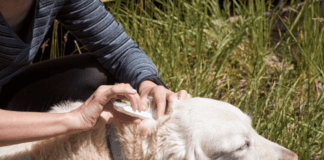 What are the symptoms of mites in pets? A complete Guide. What are the symptoms of mites in pets? A complete Guide.