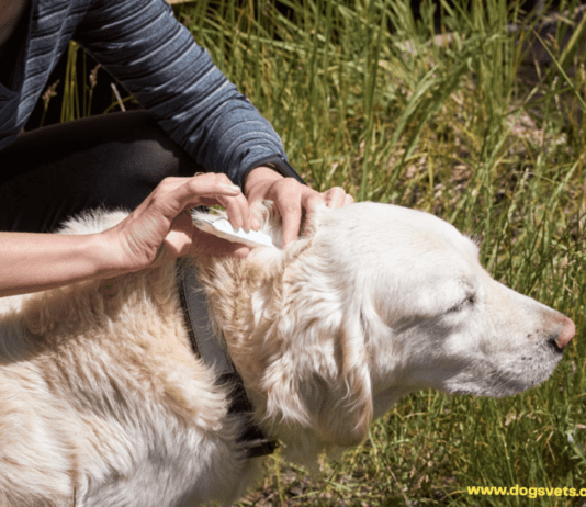 What are the symptoms of mites in pets? A complete Guide. What are the symptoms of mites in pets? A complete Guide.