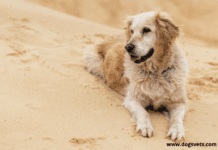 5 Ways To Care For Golden Retrievers 5 Ways To Care For Golden Retrievers
