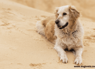 5 Ways To Care For Golden Retrievers 5 Ways To Care For Golden Retrievers