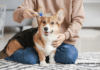 5 Simple Ways to Groom a Dog That Hates Being Brushed 5 Simple Ways to Groom a Dog That Hates Being Brushed
