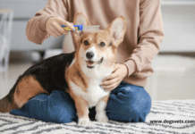 5 Simple Ways to Groom a Dog That Hates Being Brushed 5 Simple Ways to Groom a Dog That Hates Being Brushed
