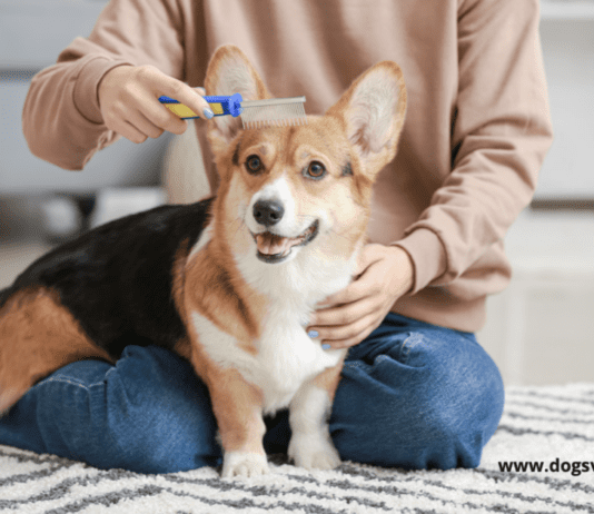 5 Simple Ways to Groom a Dog That Hates Being Brushed 5 Simple Ways to Groom a Dog That Hates Being Brushed