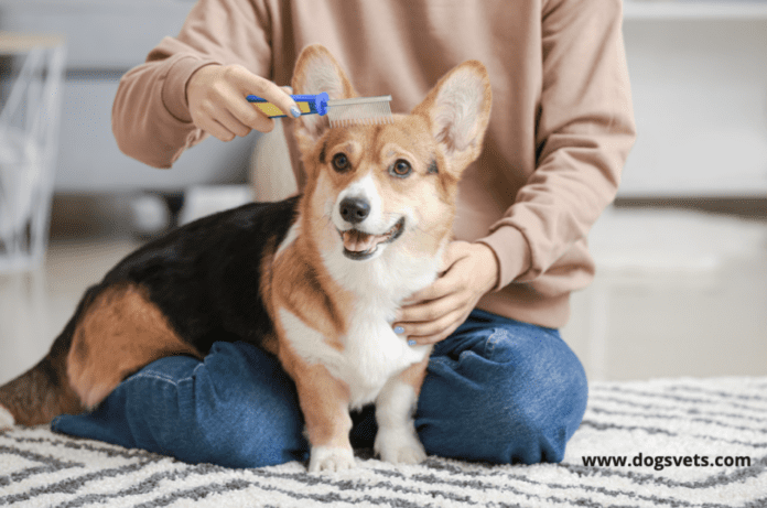 5 Simple Ways to Groom a Dog That Hates Being Brushed