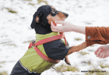 5 Strange Dog Behaviors (and the Explanations Behind Them) 5 Strange Dog Behaviors (and the Explanations Behind Them)