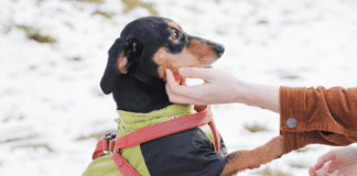 5 Strange Dog Behaviors (and the Explanations Behind Them) 5 Strange Dog Behaviors (and the Explanations Behind Them)