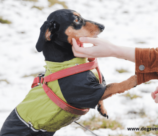 5 Strange Dog Behaviors (and the Explanations Behind Them) 5 Strange Dog Behaviors (and the Explanations Behind Them)