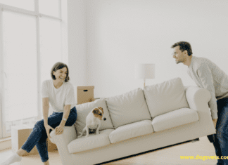 Best Tips for Moving with Your Dogs Best Tips for Moving with Your Dogs
