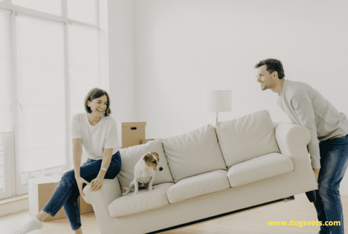 Best Tips for Moving with Your Dogs