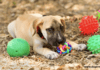 How To Choose The Best Dog Toys By Age