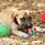 How To Choose The Best Dog Toys By Age How To Choose The Best Dog Toys By Age