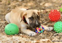 How To Choose The Best Dog Toys By Age How To Choose The Best Dog Toys By Age