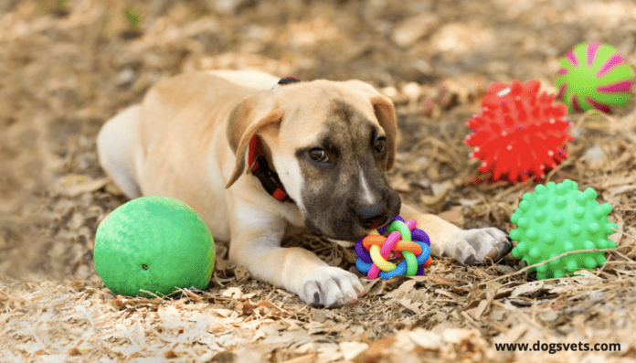 Com triar les millors joguines per a gossos per edat