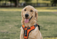 Are harnesses harmful for dogs shoulders? Are harnesses harmful for dogs shoulders?