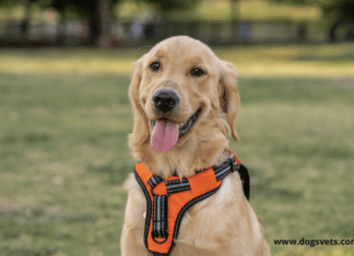Are harnesses harmful for dogs shoulders? Are harnesses harmful for dogs shoulders?
