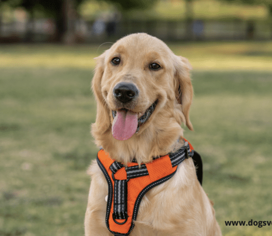 Are harnesses harmful for dogs shoulders? Are harnesses harmful for dogs shoulders?