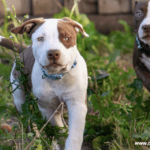 The Oldest Pitbull in the World – Everything You Need to Know