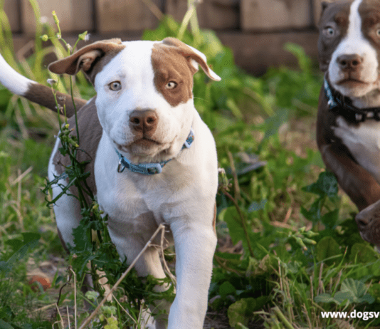 The Oldest Pitbull in the World – Everything You Need to Know The Oldest Pitbull in the World – Everything You Need to Know