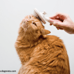 Grooming Your Cat Has Many Benefits