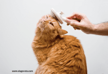 Grooming Your Cat Has Many Benefits Grooming Your Cat Has Many Benefits
