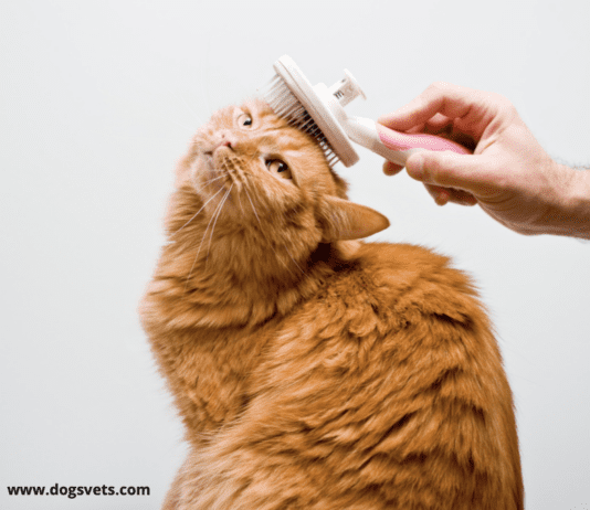 Grooming Your Cat Has Many Benefits Grooming Your Cat Has Many Benefits