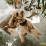 Pets And Plants: 7 Tips For A Harmonious Mix